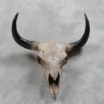 bison skull large