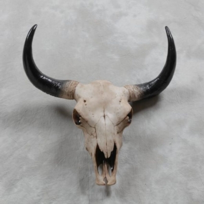 bison skull large